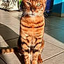 animal, cat, close_up, ears, feline, fur, green_eyes, indoor, pet, plant, portrait, pot, relaxed, shadow, sitting, sunlight, tabby, tail, tile_floor, whiskers
