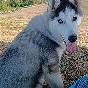 Bacchus a rejoint le concours — aidez-le/la à gagner de superbes lots ! dog, siberian_husky, puppy, heterochromia, blue_eye, brown_eye, tongue, fluffy, fur, sitting, outdoors, field, grass, trees, nature, portrait, pet, canine, sunlight, blue_fabric