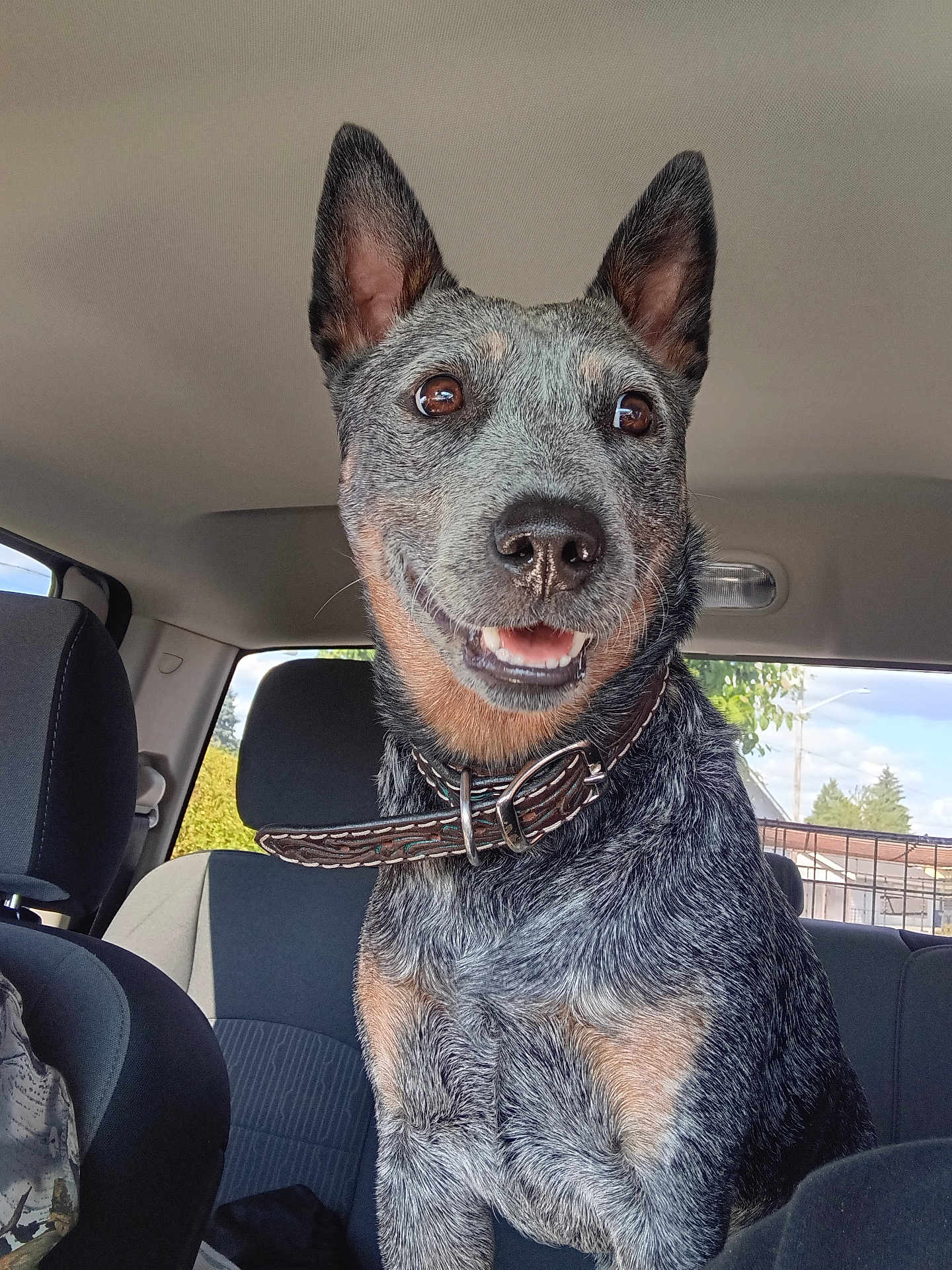 Bluey joined the competition — help win amazing prizes! dog, canine, pet, car_interior, seat, collar, happy, ears, fur, smiling, brown, black, gray, window, daylight, vehicle, road, nature, outdoor, portrait