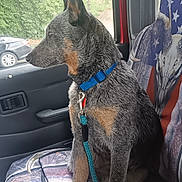Bluey is registered to the contest to win money with this photo: dog, blue_collar, vehicle_interior, seat_cover, window, leash, sitting, side_view, canine, pet, calm, indoor, car_seat, resting, animal, looking_out_window, short_fur, ears_up, paw, domestic_animal