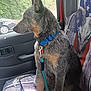 dog, blue_collar, vehicle_interior, seat_cover, window, leash, sitting, side_view, canine, pet, calm, indoor, car_seat, resting, animal, looking_out_window, short_fur, ears_up, paw, domestic_animal