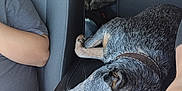 Bluey is registered to the contest to win money with this photo: dog, car_interior, seat, person, water_bottle, lotion, center_console, casual_clothing, cap, resting, relaxed, travel, road_trip, seatbelt, hand, black_fur, grey_fur, brown_fur, leather_seat, camouflage_jacket