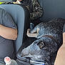 dog, car_interior, seat, person, water_bottle, lotion, center_console, casual_clothing, cap, resting, relaxed, travel, road_trip, seatbelt, hand, black_fur, grey_fur, brown_fur, leather_seat, camouflage_jacket