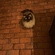 Mitch is registered to the contest to win money with this photo: brick_floor, cat, cozy, dark_fur, fluffy_cat, furniture_leg, indoor, light_fur, long_hair, looking_up, night, paws, pet, round_face, shadow, sitting, staring, tiled_floor, whiskers, wide_eyes