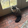 Mitch is registered to the contest to win money with this photo: blue_eyes, brick_floor, cat, chair, curious, door, floor_tiles, fluffy, glass, himalayan_cat, home_interior, indoor, long_hair, looking_up, patio, pet, rug, sitting, tail, window