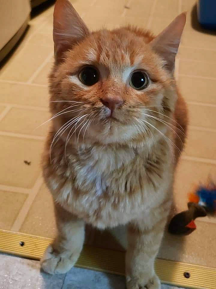 Leroy is registered to the contest to win money with this photo: carnivore, cat, claw, domestic_short_haired_cat, fawn, felidae, flooring, fur, hardwood, iris, paw, pet_supply, small_to_medium_sized_cats, snout, tail, whiskers, wood