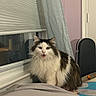 Yurmia joined the competition — help win amazing prizes! cat, fluffy, white, brown, indoor, window, curtain, bed, blanket, door, case, furniture, pet, animal, looking, sitting, curious, home, cozy, night