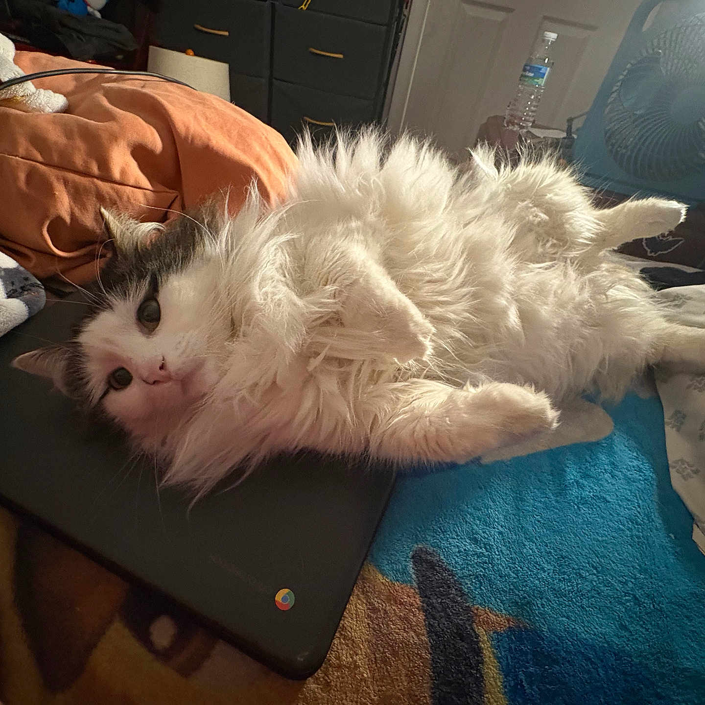 Yurmia is registered to the contest to win money with this photo: cat, fluffy, indoor, bed, laptop, orange_pillow, fan, relaxed, white_fur, gray_fur, pet, animal, resting, cozy, domestic, feline, curious, soft, lying_down, household
