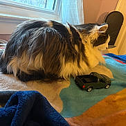 Yurmia is registered to the contest to win money with this photo: cat, fluffy, toy_truck, blanket, indoor, window, cozy, pet, feline, resting, colorful, fur, side_view, domestic_animal, household, soft_texture, relaxed, curtain, bedroom, light