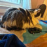 cat, fluffy, toy_truck, blanket, indoor, window, cozy, pet, feline, resting, colorful, fur, side_view, domestic_animal, household, soft_texture, relaxed, curtain, bedroom, light