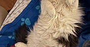 Yurmia is registered to the contest to win money with this photo: cat, fluffy, sleeping, relaxed, blanket, blue_blanket, paw_prints, fur, indoor, pet, cozy, animal, white_cat, black_and_white, lying_down, bed, resting, cute, domestic_cat, feline