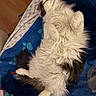 cat, fluffy, sleeping, relaxed, blanket, blue_blanket, paw_prints, fur, indoor, pet, cozy, animal, white_cat, black_and_white, lying_down, bed, resting, cute, domestic_cat, feline