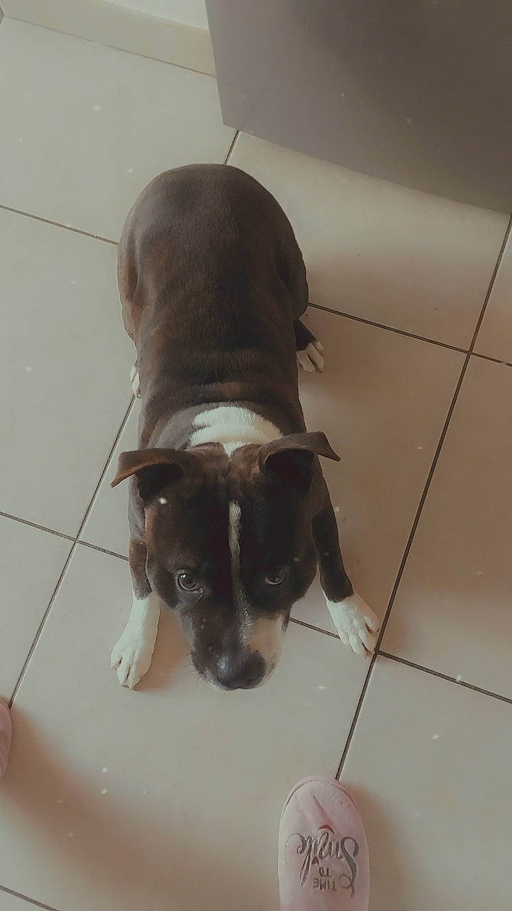 Rakan participe au concours pour gagner de l'argent avec cette photo : canidae, carnivore, companion_dog, dog, dog_breed, fawn, floor, flooring, fur, hardwood, liver, pet_supply, selfie, snout, sporting_group, tail, toy_dog, whiskers, wood, working_animal