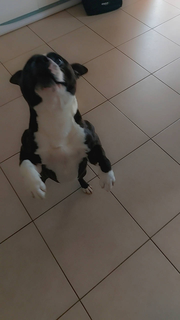 Rakan participe au concours pour gagner de l'argent avec cette photo : canidae, carnivore, companion_dog, dog, dog_breed, fawn, felidae, floor, flooring, foot, fur, hardwood, human_leg, paw, small_to_medium_sized_cats, snout, sporting_group, tail, wood, working_animal