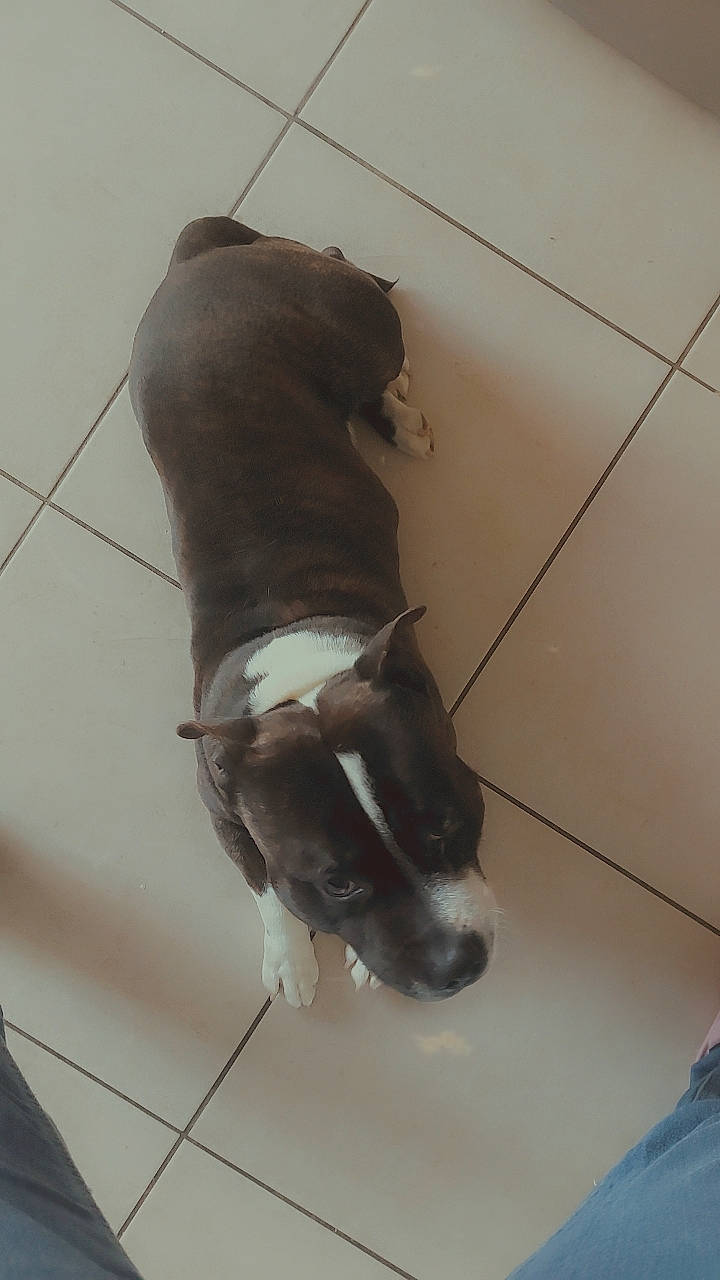 Rakan a rejoint le concours — aidez-le/la à gagner de superbes lots ! canidae, carnivore, ceiling, dog, dog_breed, flooring, foot, hardwood, household_cleaning_supply, human_leg, knee, outdoor_shoe, personal_protective_equipment, plumbing, plumbing_fixture, recreation, snout, sporting_group, tail, thigh