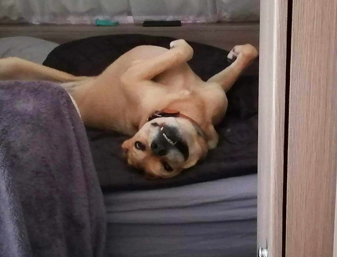 Naïade a rejoint le concours — aidez-le/la à gagner de superbes lots ! animal, bed, blanket, canine, collar, cozy, cute, dog, fur, fur_color_tan, home, indoor, paw, pet, playful, relaxed, resting, sleepy, smiling, upside_down