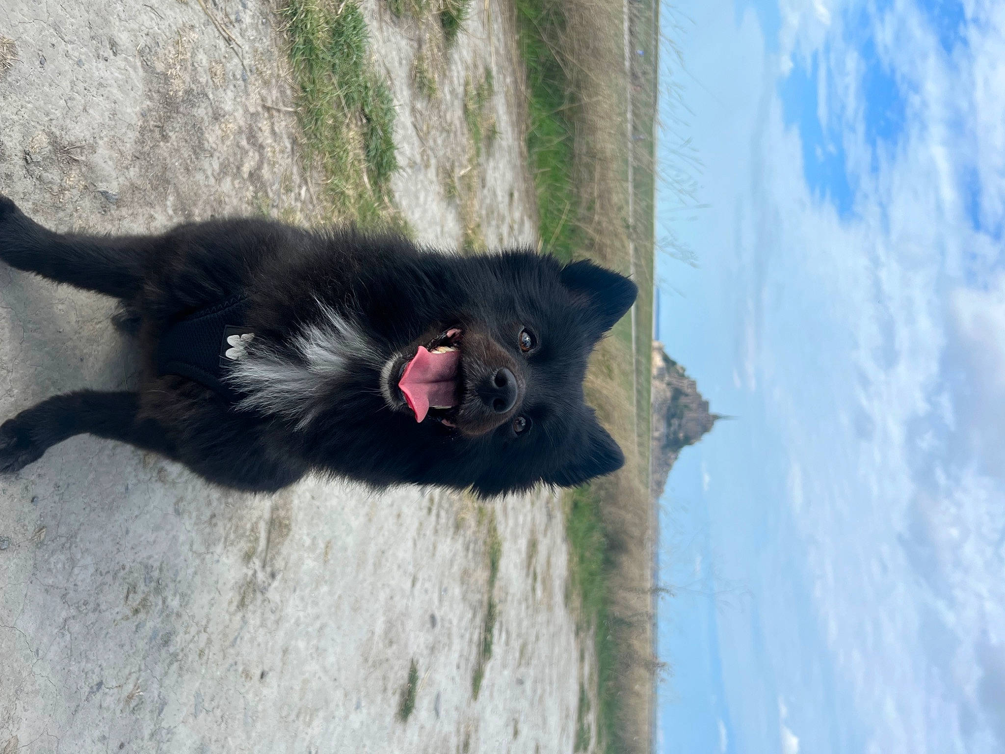 Roxy a rejoint le concours — aidez-le/la à gagner de superbes lots ! carnivore, cat, cloud, cumulus, dog_breed, domestic_short_haired_cat, felidae, fur, paw, sky, small_to_medium_sized_cats, snout, sporting_group, tail, terrestrial_animal, tree, water, whiskers