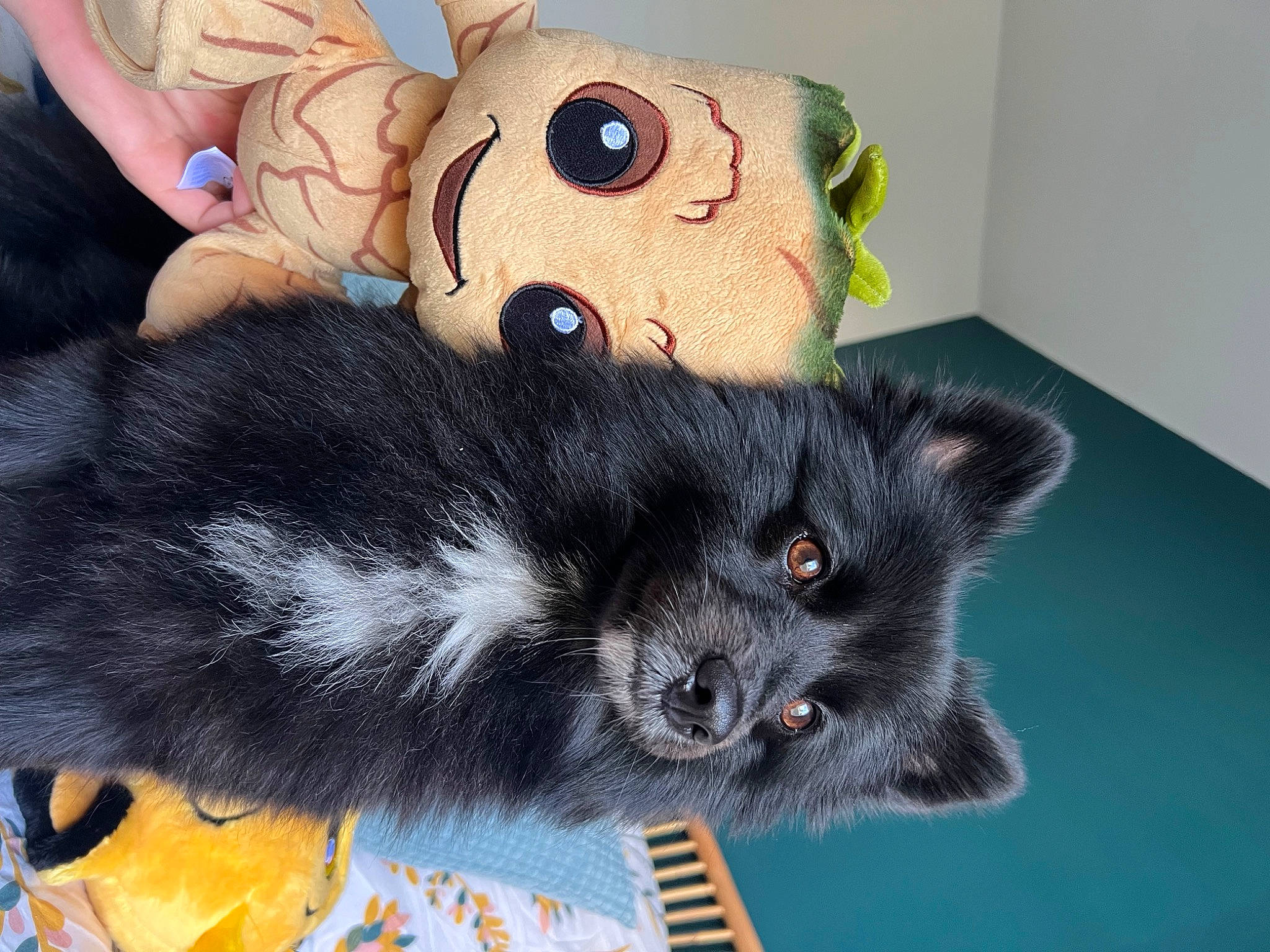 Roxy participe au concours pour gagner de l'argent avec cette photo : art, black_cat, carnivore, cat, claw, domestic_short_haired_cat, fashion_accessory, felidae, fur, gesture, plush, small_to_medium_sized_cats, snout, stuffed_toy, tail, thumb, toy, whiskers, wool, wrist