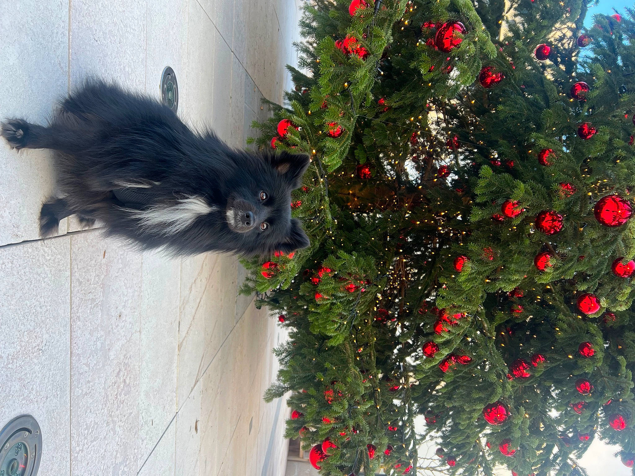 Roxy participe au concours pour gagner de l'argent avec cette photo : annual_plant, carmine, christmas_decoration, christmas_tree, conifer, coquelicot, event, feather, flower, fur, grass, holiday, houseplant, ornament, plant, shrub, tail, tree, twig, whiskers