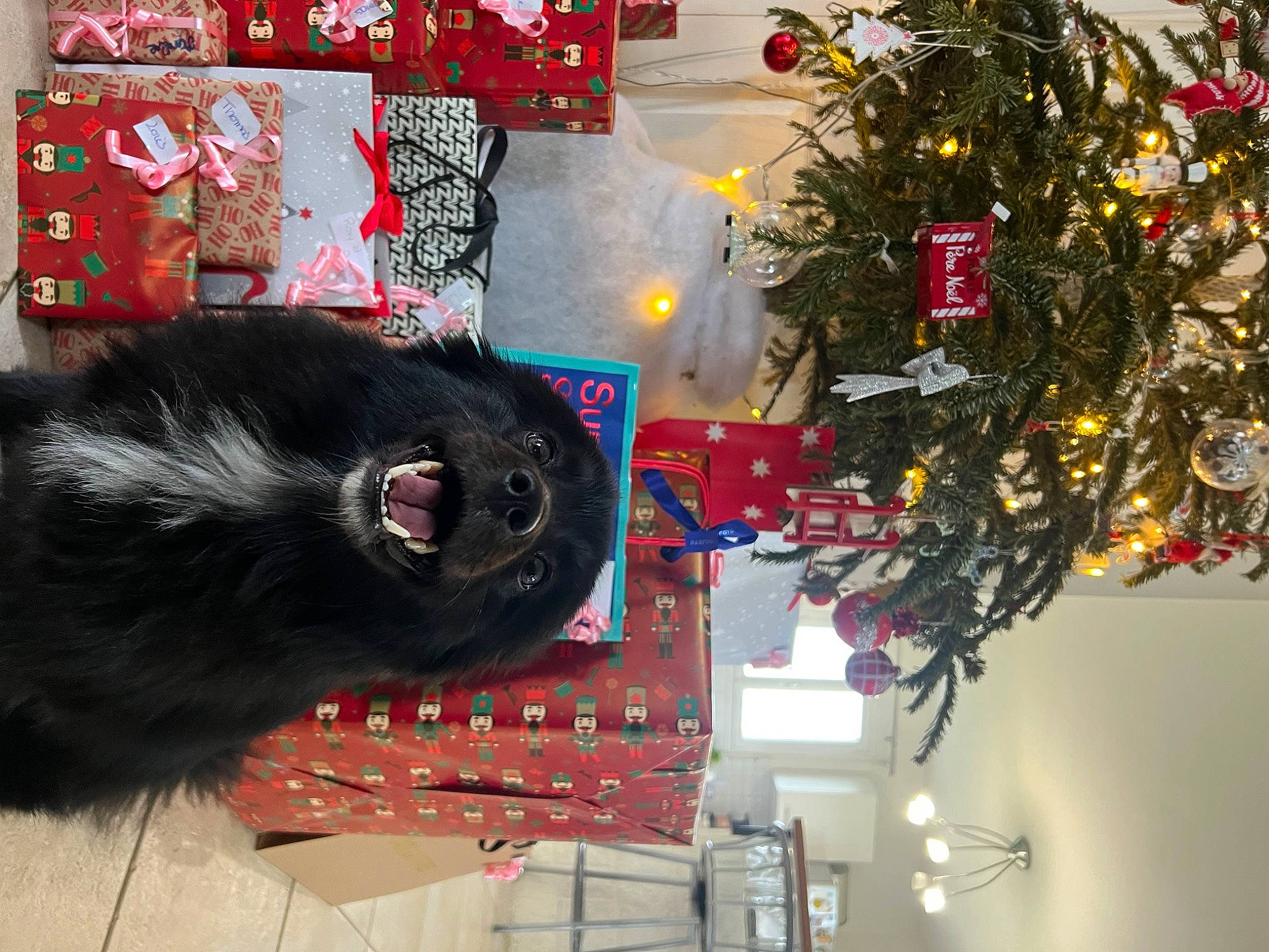 Roxy participe au concours pour gagner de l'argent avec cette photo : carmine, carnivore, christmas_decoration, christmas_ornament, christmas_tree, conifer, dog_breed, event, felidae, fur, holiday, holiday_ornament, magenta, ornament, plant, red, room, small_to_medium_sized_cats, tail, tree