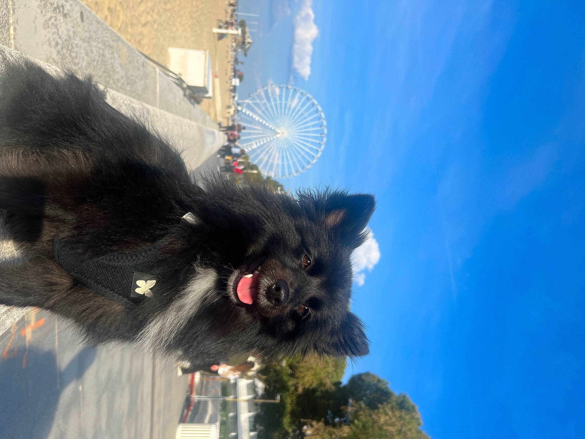 Roxy participe au concours pour gagner de l'argent avec cette photo : building, canidae, cloud, cumulus, dog_breed, felidae, fur, plant, sky, small_to_medium_sized_cats, snout, sporting_group, tail, tree, whiskers, window, winter, working_animal