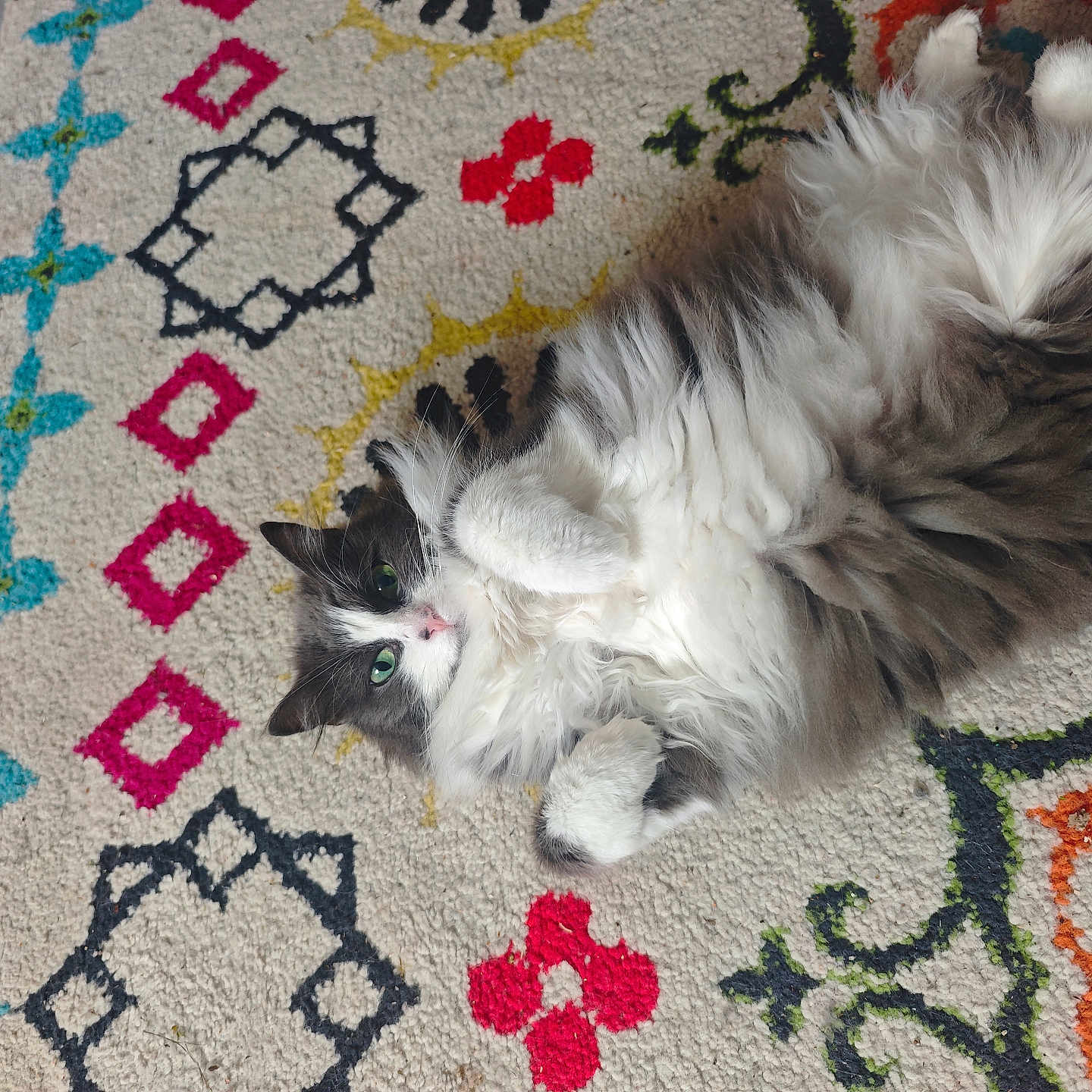 Banane participe au concours pour gagner de l'argent avec cette photo : animal, belly_up, cat, colorful, cozy, cute, floor, fluffy, green_eyes, grey_fur, indoor, lying_down, patterned_rug, paws, pet, relaxed, rug, soft_fur, whiskers, white_fur