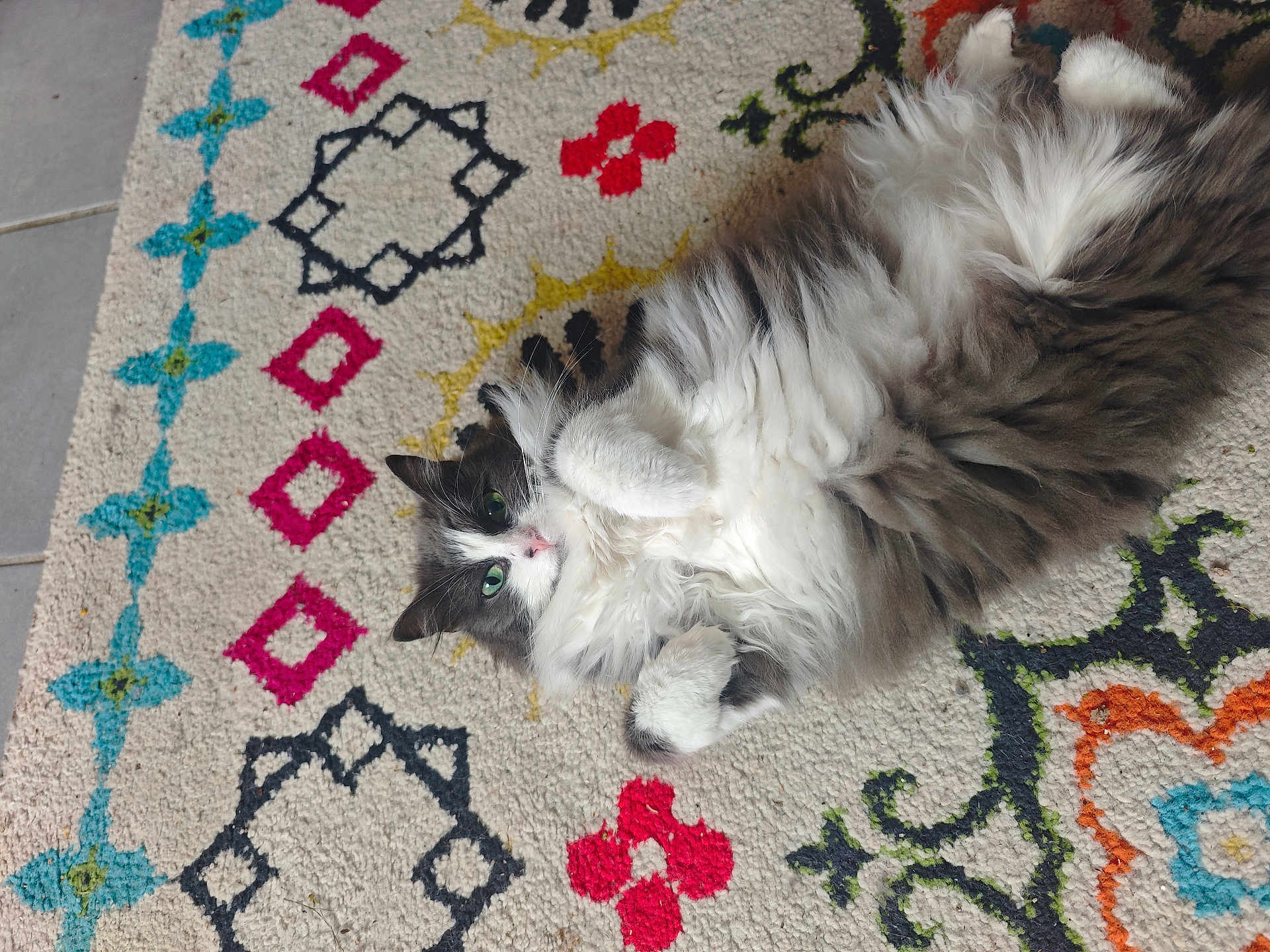 Banane participe au concours pour gagner de l'argent avec cette photo : cat, fluffy, lying_down, belly_up, green_eyes, indoor, rug, patterned_rug, colorful, white_fur, grey_fur, cute, pet, animal, relaxed, soft_fur, whiskers, paws, floor, cozy