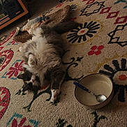 Banane a rejoint le concours — aidez-le/la à gagner de superbes lots ! cat, fluffy, lying_down, rug, patterned_rug, toy_fish, bowl, spoon, indoor, home, relaxed, pet, furniture, floor, cozy, animal, domestic, cute, resting, carpet