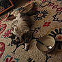 cat, fluffy, lying_down, rug, patterned_rug, toy_fish, bowl, spoon, indoor, home, relaxed, pet, furniture, floor, cozy, animal, domestic, cute, resting, carpet