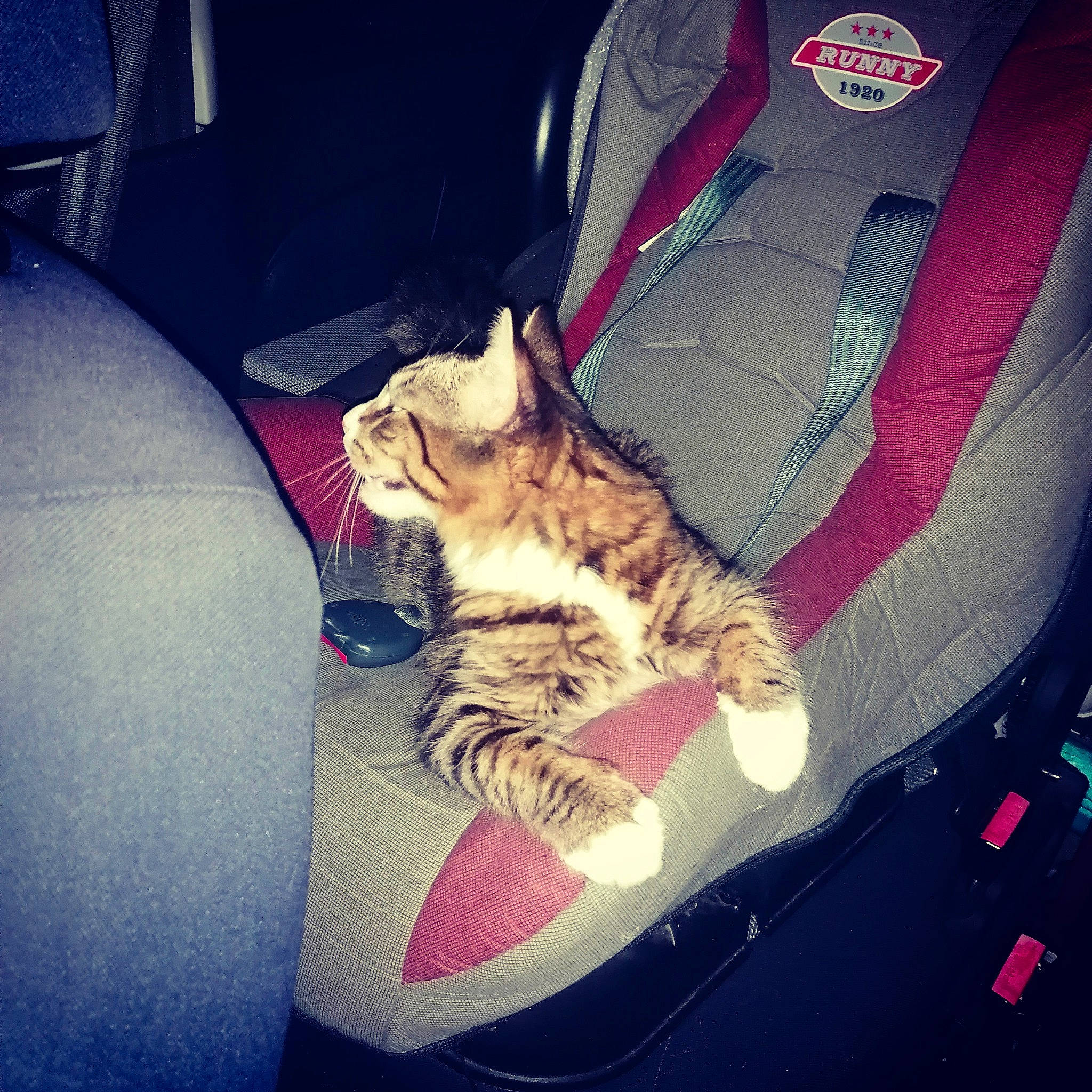 Leny a rejoint le concours — aidez-le/la à gagner de superbes lots ! car_seat, carnivore, cat, comfort, egyptian_mau, european_shorthair, eye, felidae, fur, kitten, lap, leg, night, pixie_bob, shoe, sitting, small_to_medium_sized_cats, space, tabby_cat, whiskers