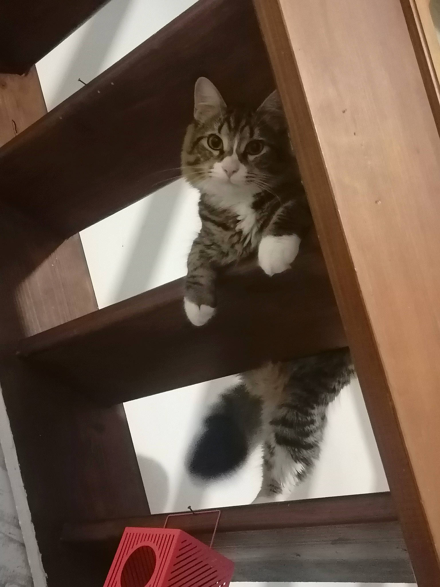 Leny participe au concours pour gagner de l'argent avec cette photo : american_shorthair, black_and_white, box, cardboard, carnivore, cat, domestic_short_haired_cat, european_shorthair, felidae, kitten, photography, polydactyl_cat, small_to_medium_sized_cats, stairs, tabby_cat, whiskers, window