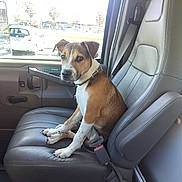 Oscar is registered to the contest to win money with this photo: accessories, animal, canine, car, car_interior, carseat, chair, clothing, cushion, dog, furniture, glasses, hat, homedecor, hound, machine, pet, transportation, vehicle, wheel