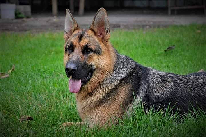 Phantom participe au concours pour gagner de l'argent avec cette photo : art, canidae, carnivore, dog, dog_breed, east_european_shepherd, fawn, german_shepherd_dog, grass, herding_dog, king_shepherd, old_german_shepherd_dog, plant, sporting_group, terrestrial_animal, working_dog