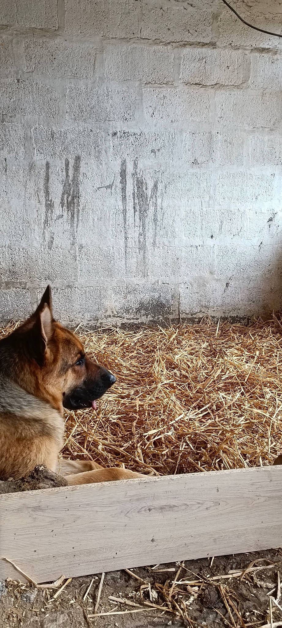 Phantom participe au concours pour gagner de l'argent avec cette photo : canidae, canis, carnivore, companion_dog, dog, dog_breed, fawn, fur, grass, herding_dog, shadow, soil, sporting_group, tail, terrestrial_animal, tints_and_shades, trunk, whiskers, wood, working_dog