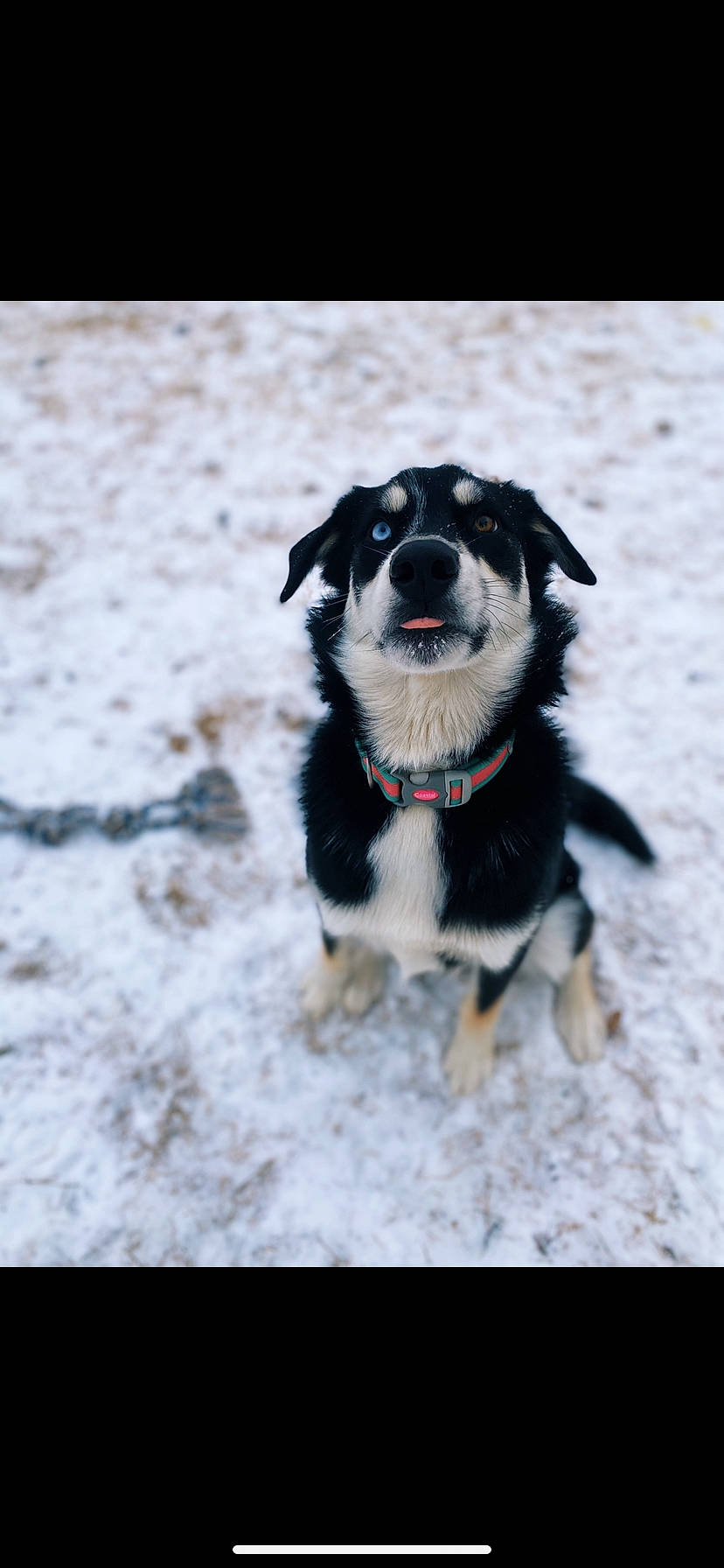 Mia River is registered to the contest to win money with this photo: canidae, carnivore, collar, companion_dog, dog, dog_breed, dog_collar, dog_toy, electric_blue, freezing, fur, herding_dog, paw, recreation, snout, snow, sporting_group, whiskers, winter, working_dog