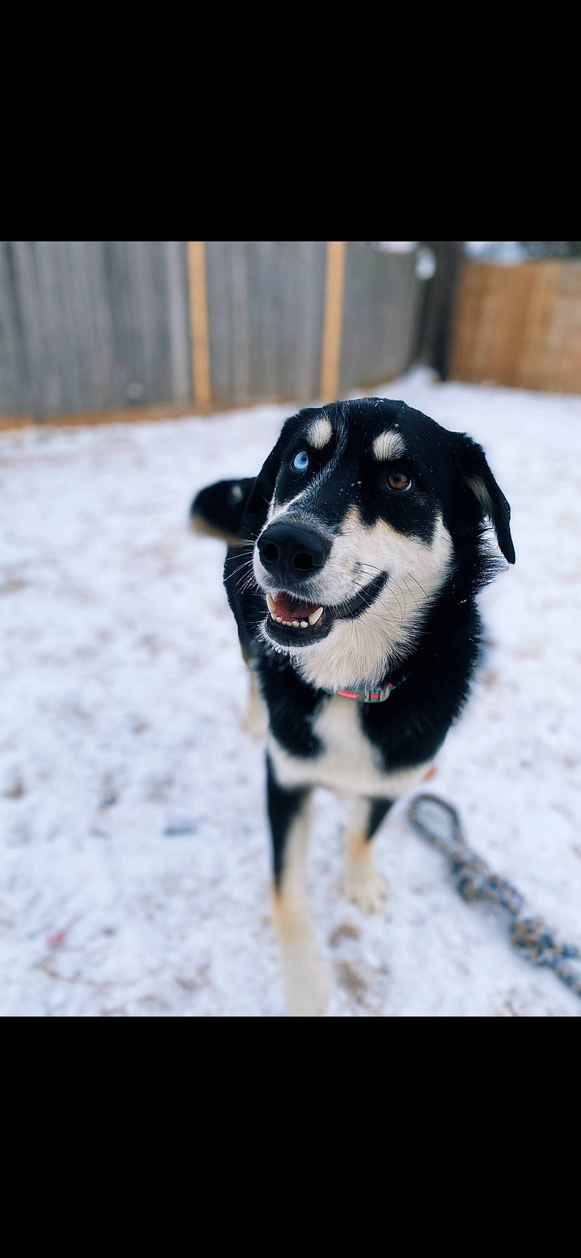 Mia River joined the competition — help win amazing prizes! ancient_dog_breeds, canidae, carnivore, collar, companion_dog, dog, dog_breed, dog_collar, dog_supply, freezing, fur, non_sporting_group, plant, recreation, snow, sporting_group, whiskers, winter, working_animal, working_dog