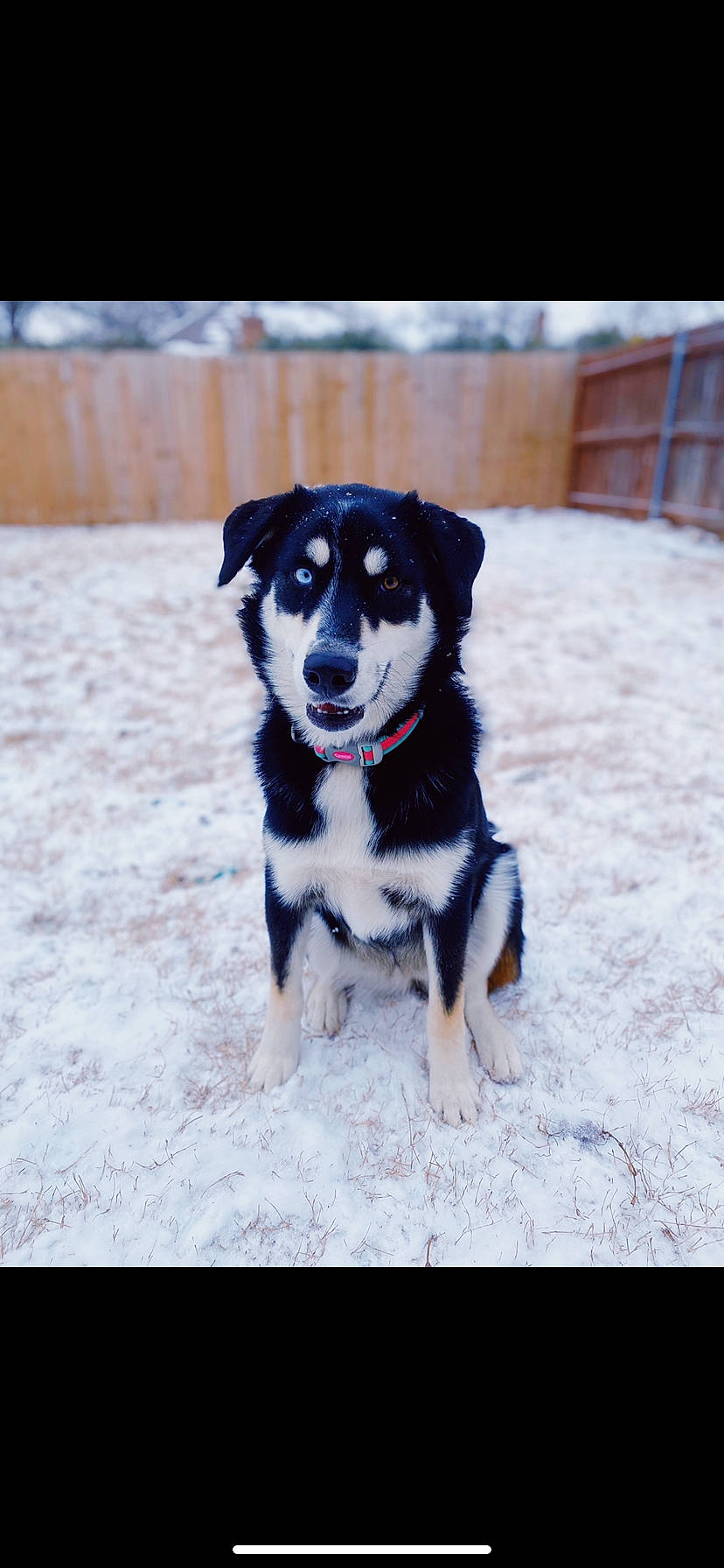 Mia River is registered to the contest to win money with this photo: ancient_dog_breeds, art, canidae, carnivore, companion_dog, dog, dog_breed, dog_supply, freezing, fur, guard_dog, paw, puppy, recreation, snout, snow, sporting_group, winter, working_animal, working_dog