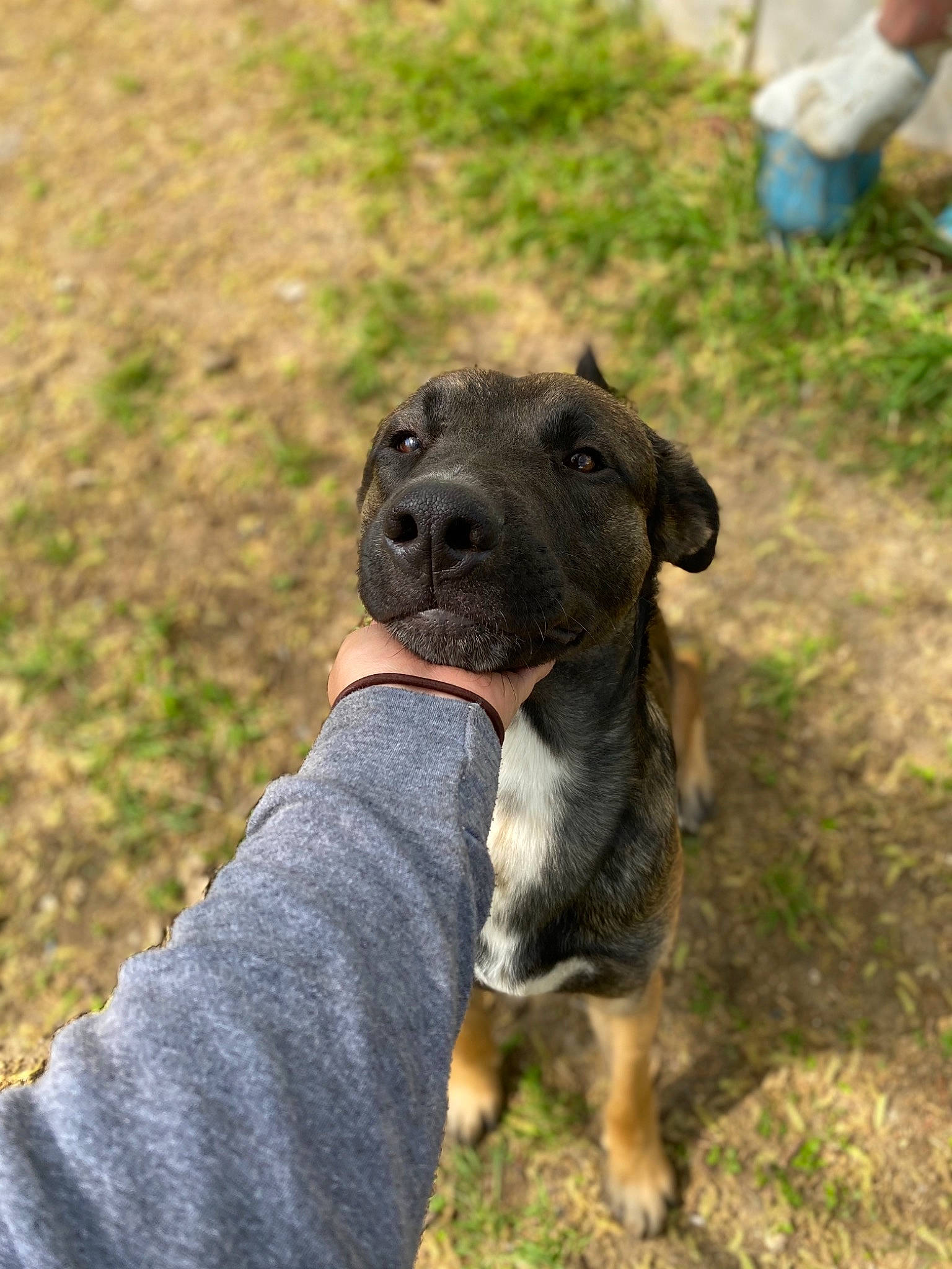 Scooby is registered to the contest to win money with this photo: borador, carnivore, collar, companion_dog, dog, dog_breed, dog_collar, grass, guard_dog, hunting_dog, plant, snout, soil, sporting_group, terrestrial_animal, working_animal, working_dog