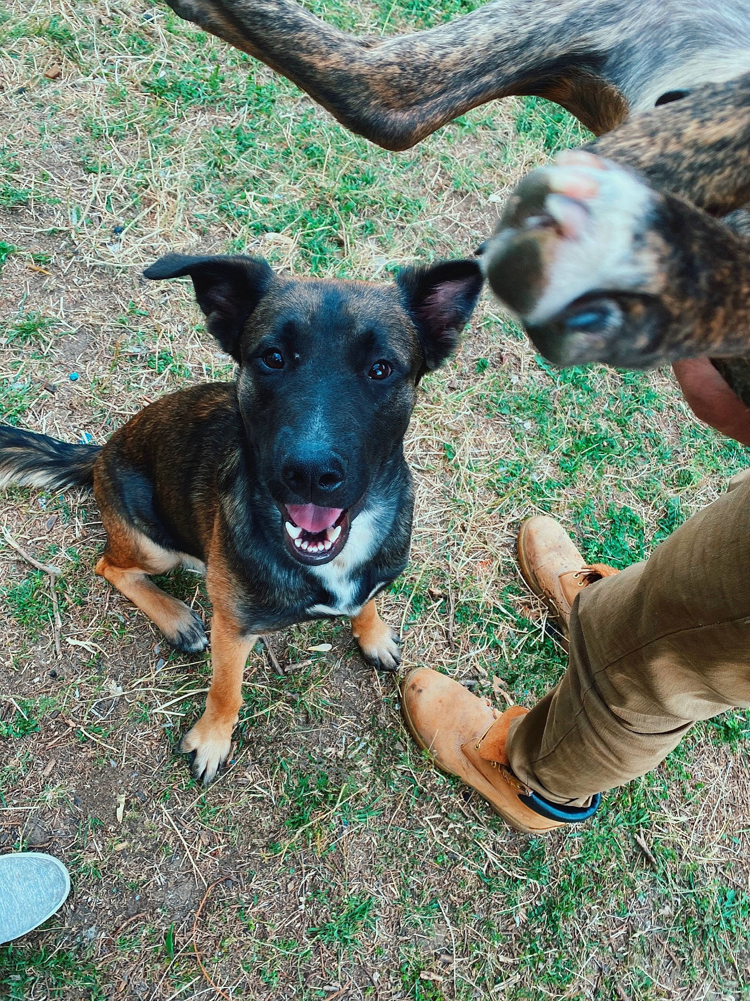 Scooby is registered to the contest to win money with this photo: adventure, canidae, carnivore, collar, companion_dog, dog, dog_breed, dog_collar, fawn, fun, grass, guard_dog, happy, leisure, plant, snout, sporting_group, tree, working_animal, working_dog