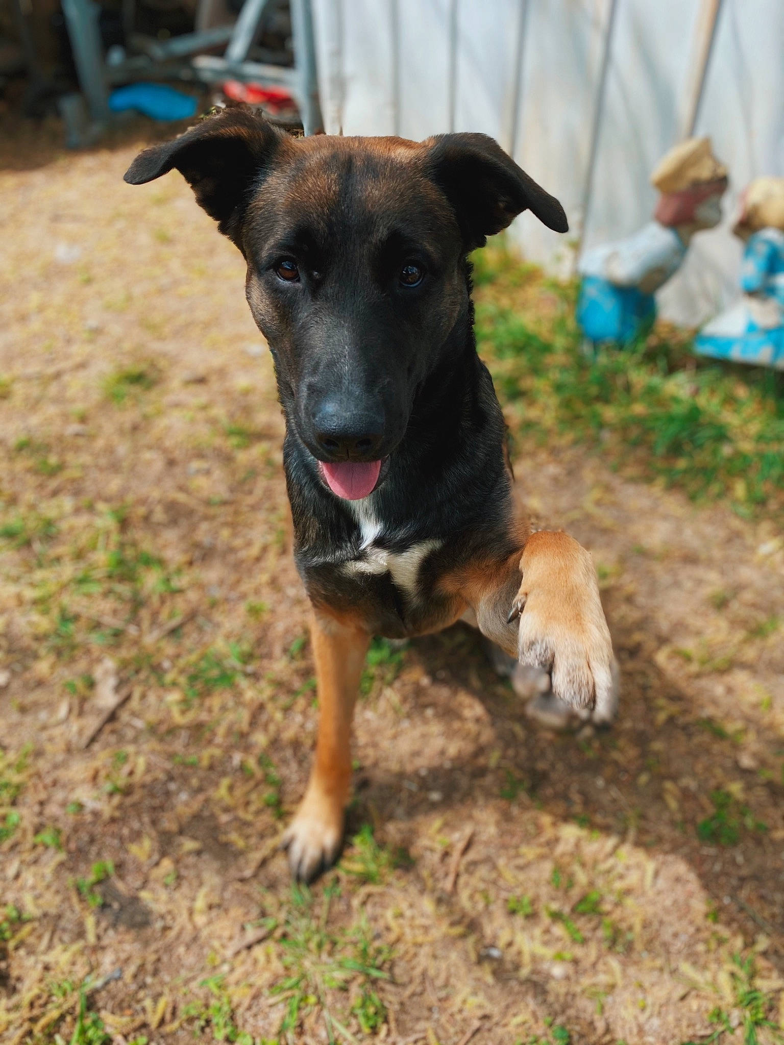 Scooby is registered to the contest to win money with this photo: canidae, carnivore, collar, companion_dog, dog, dog_breed, dog_collar, dog_supply, event, fawn, grass, guard_dog, hunting_dog, pet_supply, plant, snout, soil, sporting_group, working_animal, working_dog