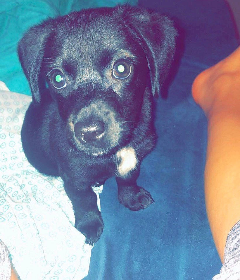 Shadow is registered to the contest to win money with this photo: borador, canidae, carnivore, companion_dog, dog, dog_breed, electric_blue, fur, liver, pet_supply, snout, sporting_group, whiskers, working_animal