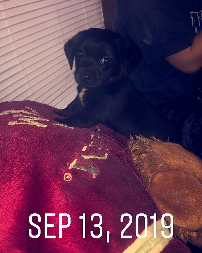 Shadow joined the competition — help win amazing prizes! canidae, carmine, carnivore, companion_dog, dog, dog_breed, fawn, flesh, font, fur, linens, logo, magenta, sleeve, sporting_group, sportswear, t_shirt, top, toy_dog, working_animal