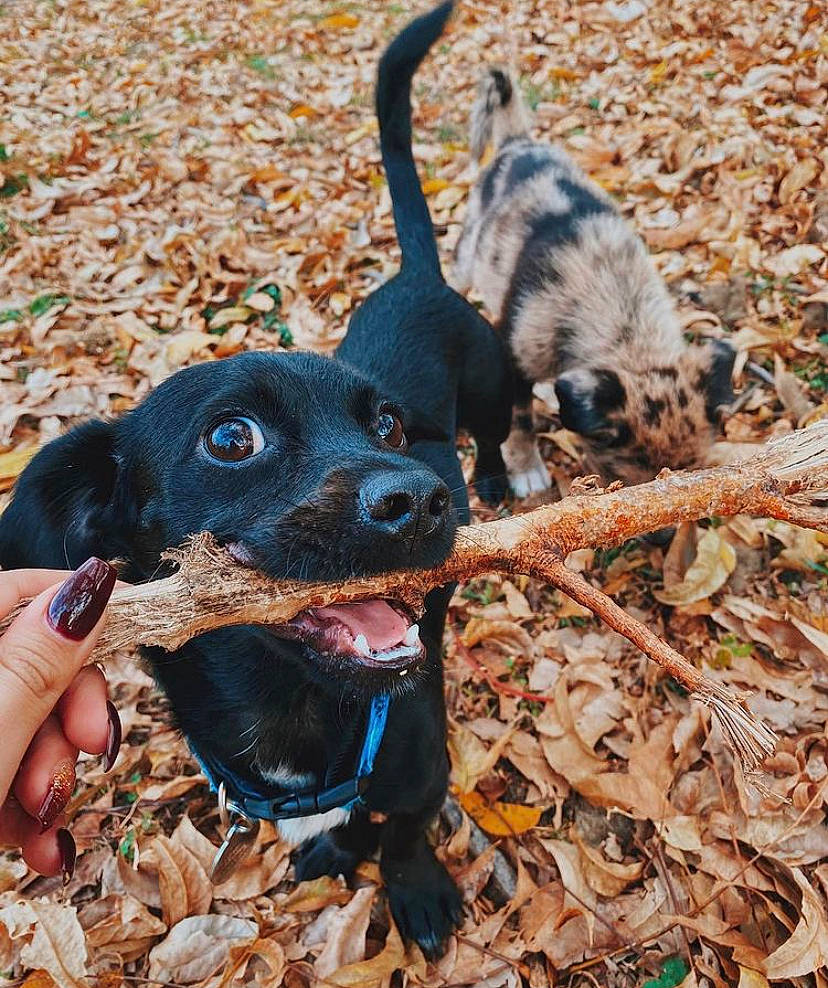 Shadow joined the competition — help win amazing prizes! borador, carnivore, collar, companion_dog, dog, dog_breed, dog_collar, dog_supply, fawn, grass, guard_dog, leash, liver, pet_supply, plant, soil, sporting_group, tail, terrestrial_animal, working_animal