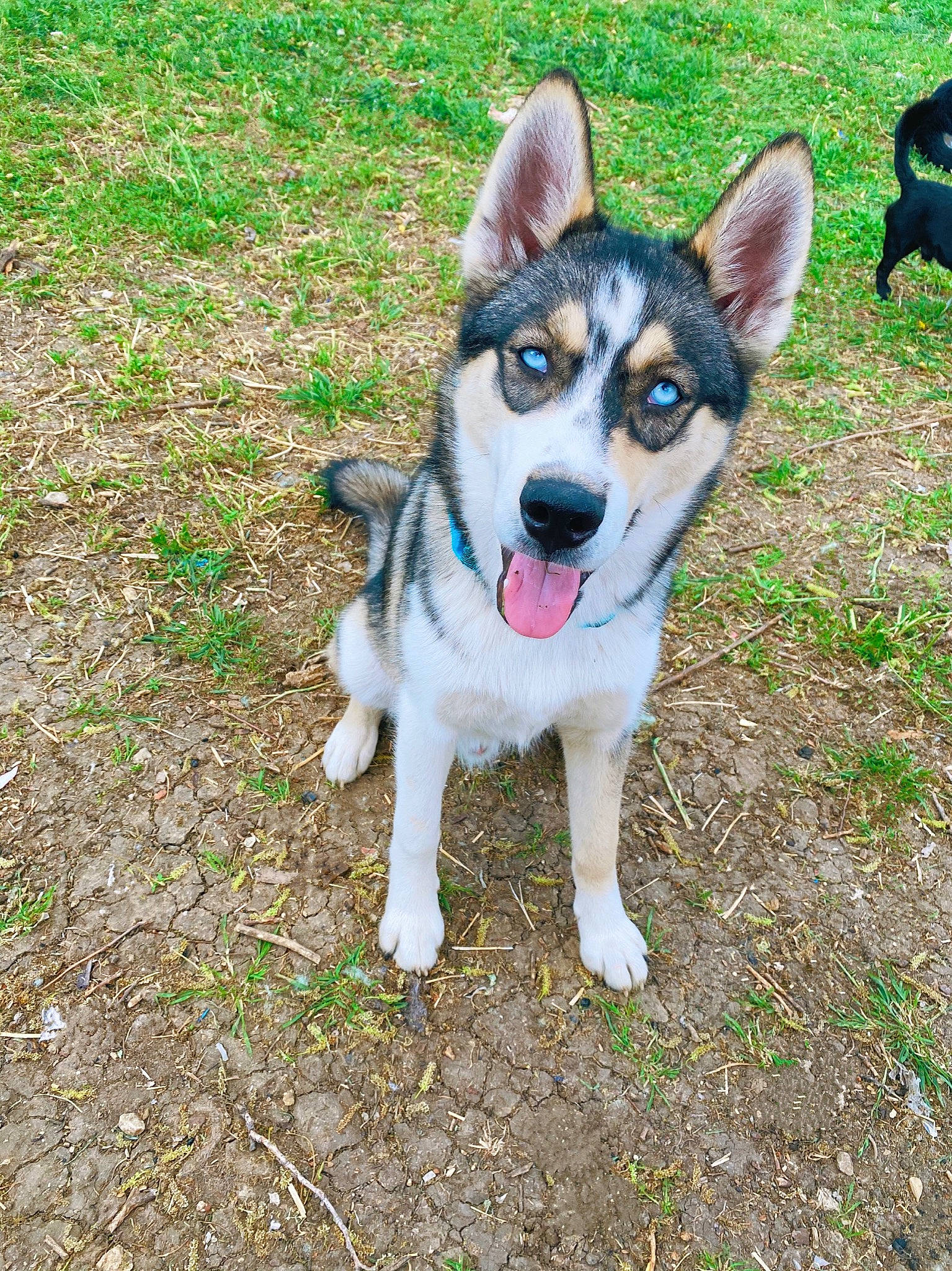 Bandit joined the competition — help win amazing prizes! ancient_dog_breeds, canidae, carnivore, collar, companion_dog, dog, dog_breed, grass, herding_dog, plant, recreation, siberian_husky, soil, sporting_group, working_animal, working_dog