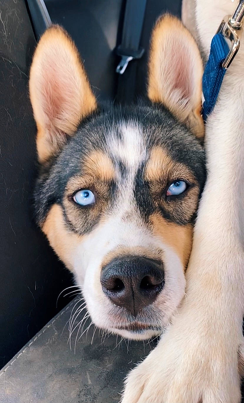 Bandit joined the competition — help win amazing prizes! ancient_dog_breeds, canidae, carnivore, collar, companion_dog, dog, dog_breed, fawn, fur, head, herding_dog, puppy, sled_dog, snout, sporting_group, terrestrial_animal, whiskers, window, working_animal, working_dog