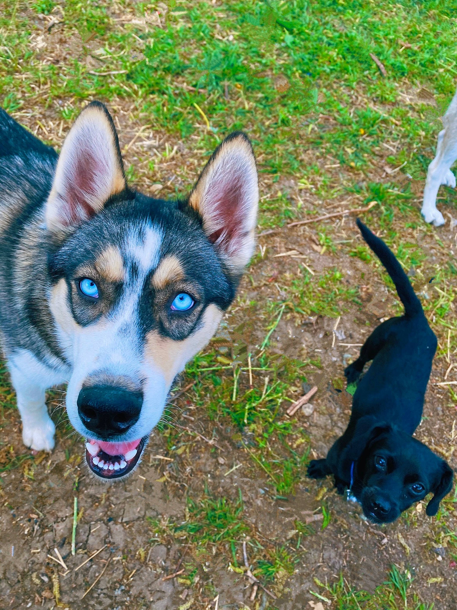 Bandit is registered to the contest to win money with this photo: art, canidae, carnivore, companion_dog, dog, dog_breed, electric_blue, eye, fawn, grass, groundcover, herding_dog, plant, snout, sporting_group, tail, terrestrial_animal, whiskers, working_animal, working_dog
