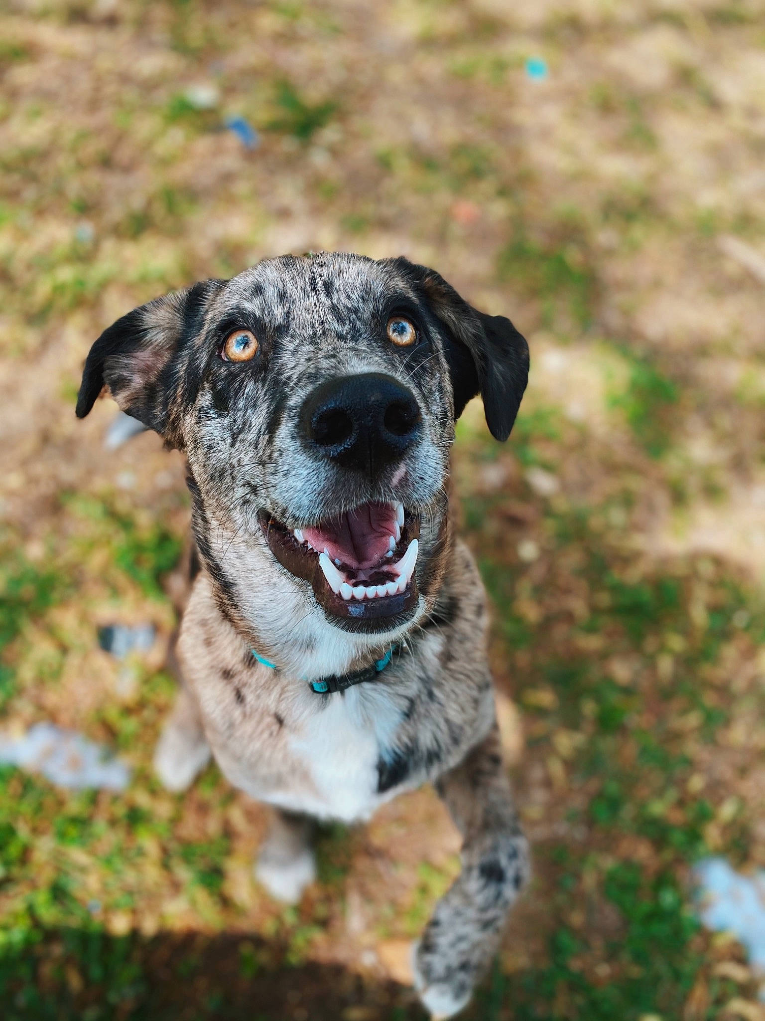 Stormy joined the competition — help win amazing prizes! canidae, carnivore, collar, companion_dog, dog, dog_breed, dog_collar, fang, grass, guard_dog, hunting_dog, plant, recreation, snout, soil, sporting_group, tree, working_animal, working_dog