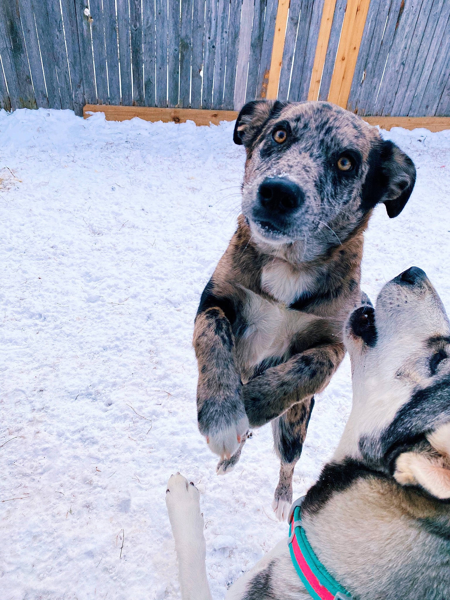 Stormy is registered to the contest to win money with this photo: canidae, carnivore, collar, companion_dog, dog, dog_breed, dog_collar, dog_supply, fawn, fur, paw, pet_supply, snout, snow, sporting_group, terrestrial_animal, whiskers, winter, working_animal, working_dog