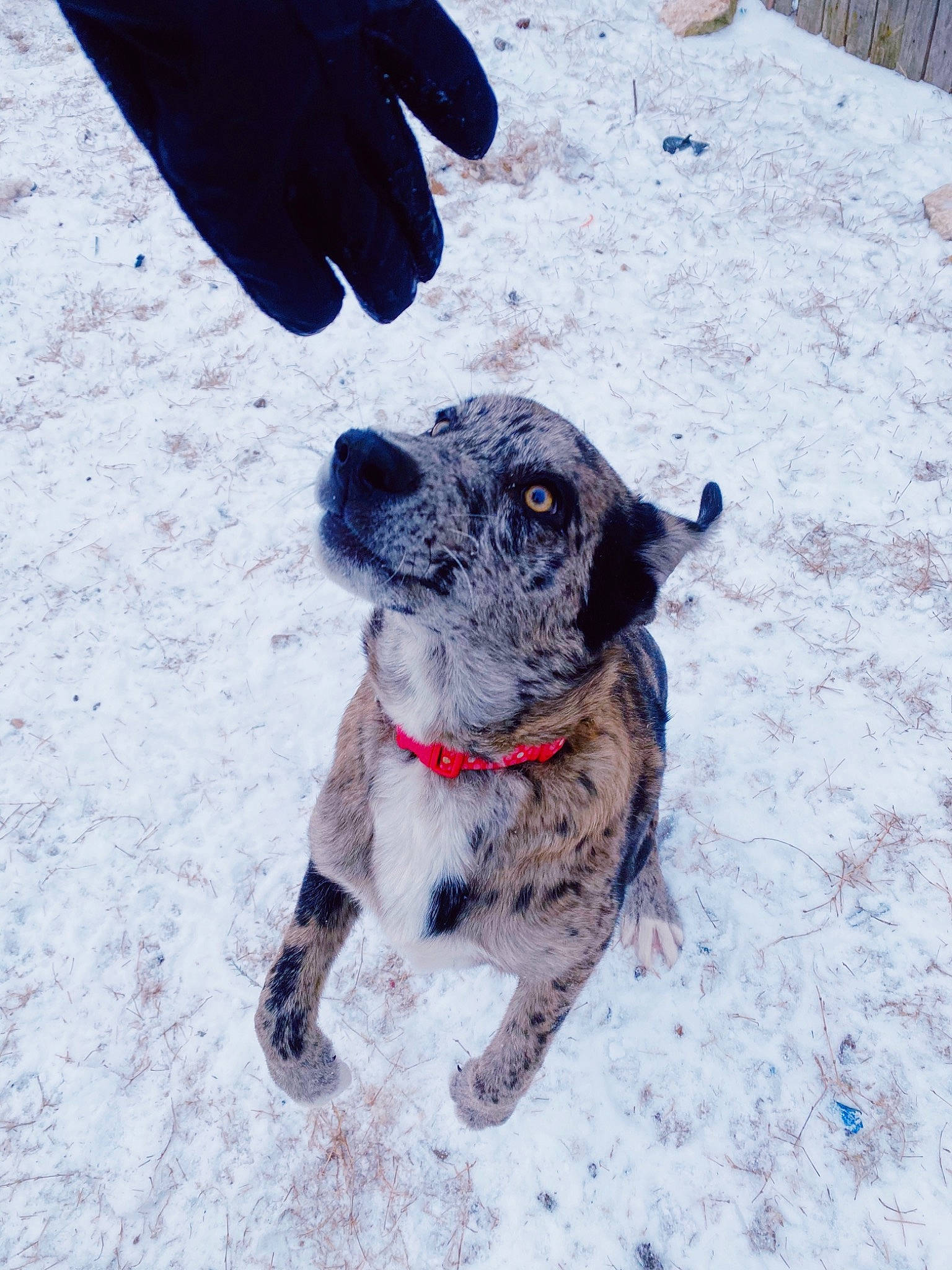 Stormy joined the competition — help win amazing prizes! australian_stumpy_tail_cattle_dog, canidae, carnivore, collar, companion_dog, dog, dog_breed, dog_collar, electric_blue, foot, freezing, fur, non_sporting_group, paw, snow, sporting_group, tail, winter, working_dog