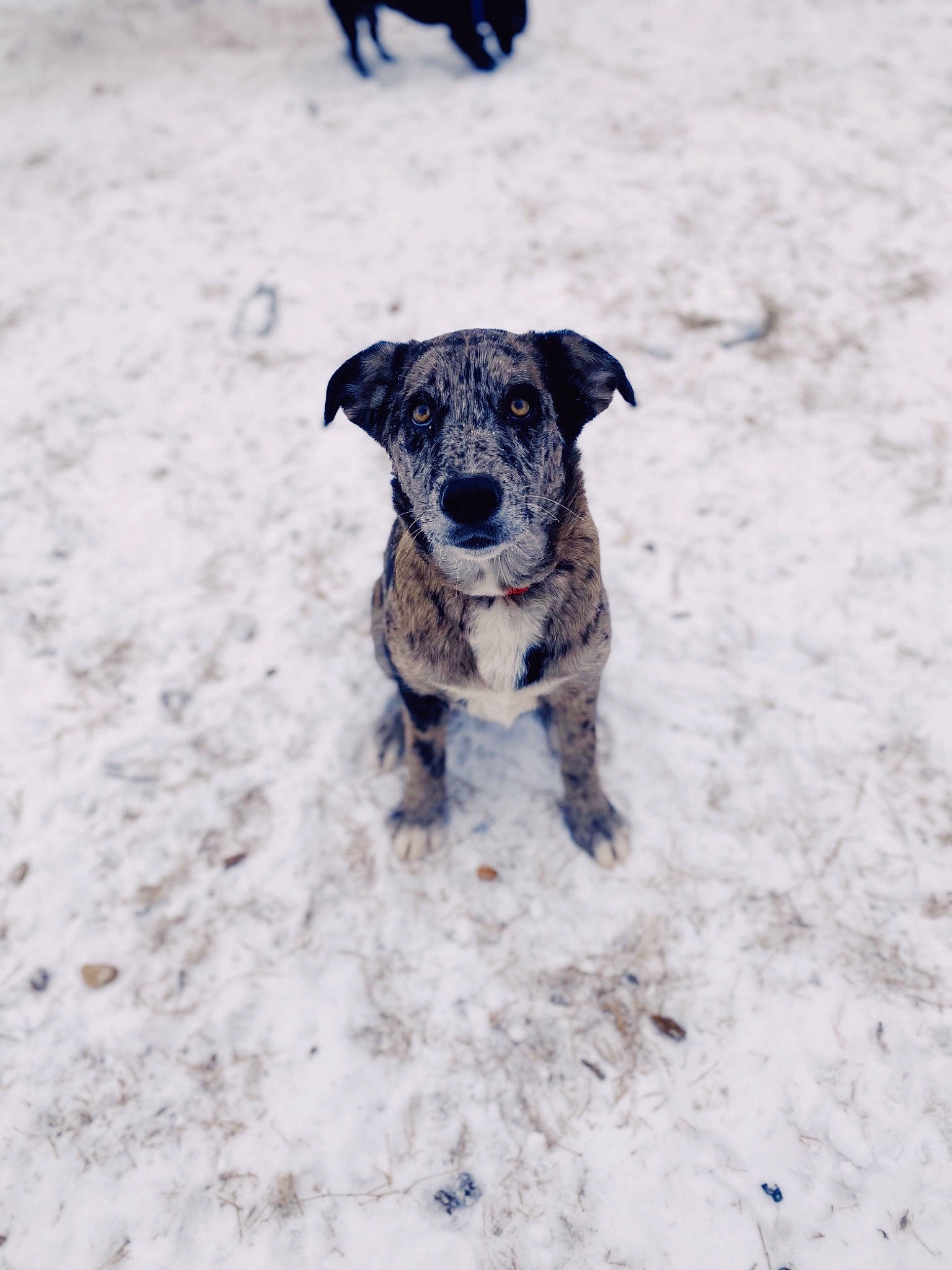 Stormy is registered to the contest to win money with this photo: carnivore, dog, dog_breed, fawn, freezing, hunting_dog, non_sporting_group, paw, puppy, sand, snow, soil, sporting_group, tail, winter, working_animal, working_dog